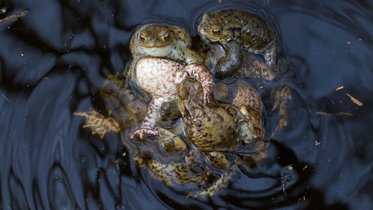 FILE - Common toad / European toads are pictured in a mating ball in a pond during springtime. (Photo by: Arterra/Universal Images Group via Getty Images)