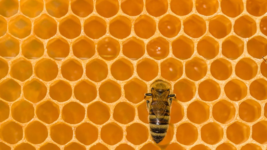 FILE - A honey bee diving into a cell of a honeycomb. (Photo by Frank Bienewald/LightRocket via Getty Images)