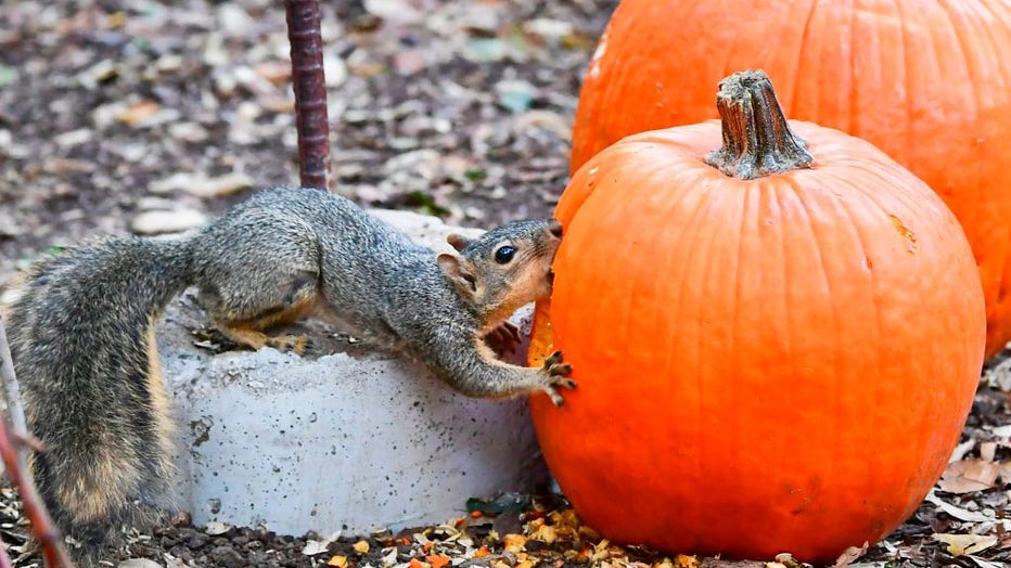 FILE - A squirrel bites into a pumpkin in La Canada Flintridge, California. (Photo by FREDERIC J. BROWN/AFP via Getty Images)
