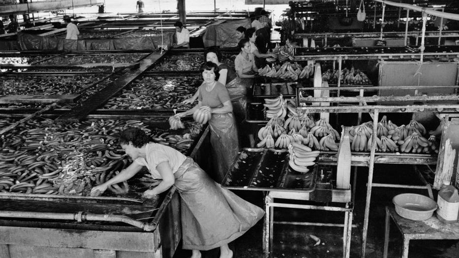 FILE - Elevated view of workers at an unspecified fruit company as they sort Cavendish bananas from a fresh-water holding tank and move them to a conveyor belt, northeast Honduras, October 1982. (Photo by Robert Nickelsberg/Getty Images)