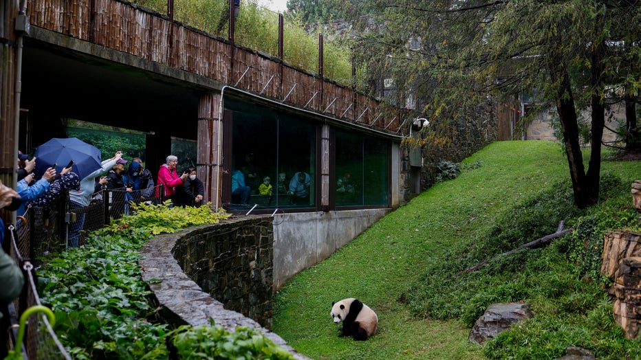 Pandas Could Be Gone From American Zoos By The End Of 2024   GettyImages 1697326608 