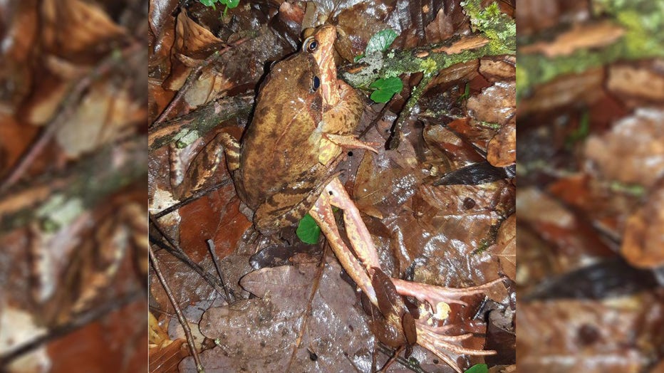 Female common frogs were observed 