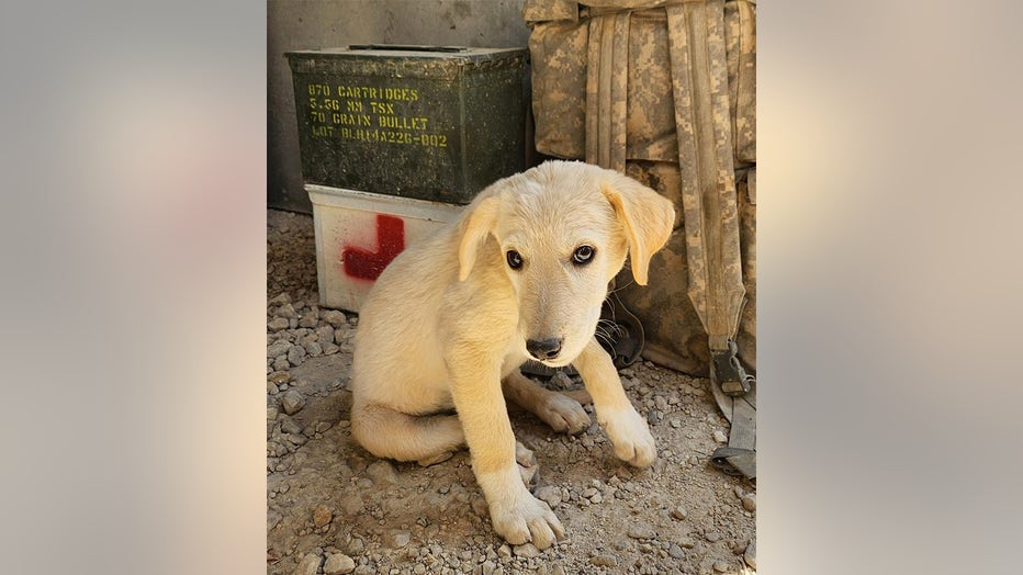 Conditions for animals in the Middle East are harsh and unpromising, according to Paws of War. (Paws of War)