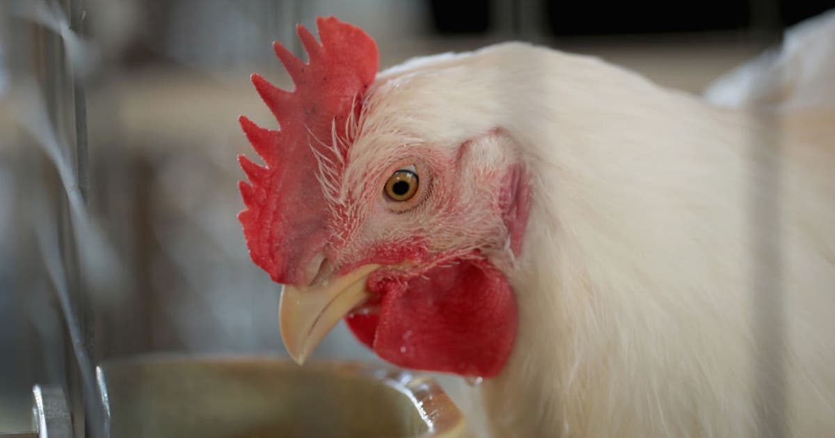 1.2 million chickens will be slaughtered at Iowa farm following bird ...