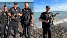Alligator at Grant Park beach; South Milwaukee police rescue reptile