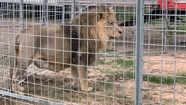 FILE - The lion Kimba, 8, from the Rony Roller circus is seen behind fences in Ladispoli on Nov. 12, 2023. (Photo by SONIA LOGRE/AFP via Getty Images)