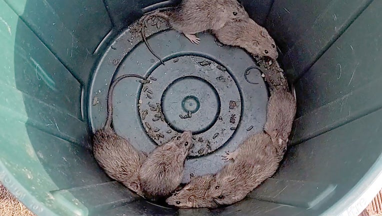 This frame grab taken from video footage by Derek Lord on November 23, 2023 via AFPTV shows native long-haired rats trapped in a rubbish bin in the Queensland town of Normanton, after a bumper wet season in inland Australia. The native long-haired rats have been steadily marching towards the coast after a bumper wet season in inland Australia, spreading hundreds of kilometres in their hunt for new crops to nibble on. (Photo by DEREK LORD/DEREK LORD/AFP via Getty Images)