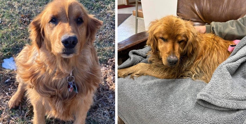 Found golden sale retriever near me