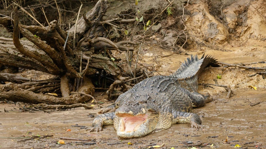 FILE - A large male crocodile seen on the banks of the Daintree River in tropical Far North Queensland. (Photo by Joshua Prieto/SOPA Images/LightRocket via Getty Images)