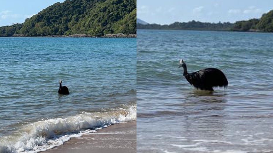 A southern cassowary sighting along the shores of Bingil Bay, in the Australian state of Queensland, on Oct. 31, 2023. (Credit: Nikita McDowell via Storyful)