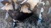 Watch: 6 African painted dog pups born at Oklahoma City Zoo