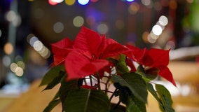 Where do poinsettias come from? How the plant became so closely connected to Christmas