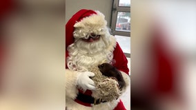 Watch: Baby sloth gets cuddles from Santa Claus