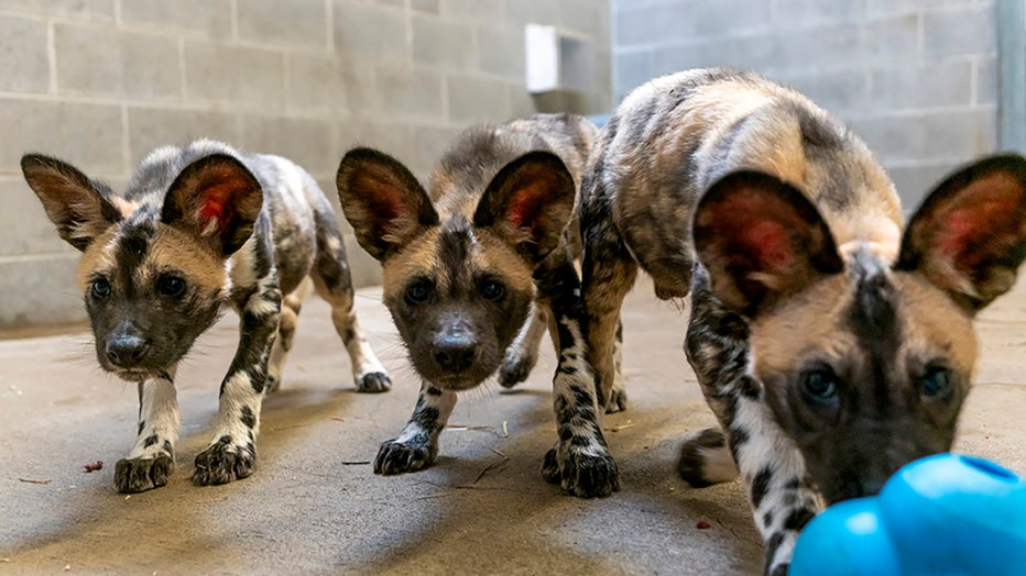 The three endangered African painted dog pups are pictured at the Potawatomi Zoo in South Bend, Indiana. (Credit: Potawatomi Zoo)