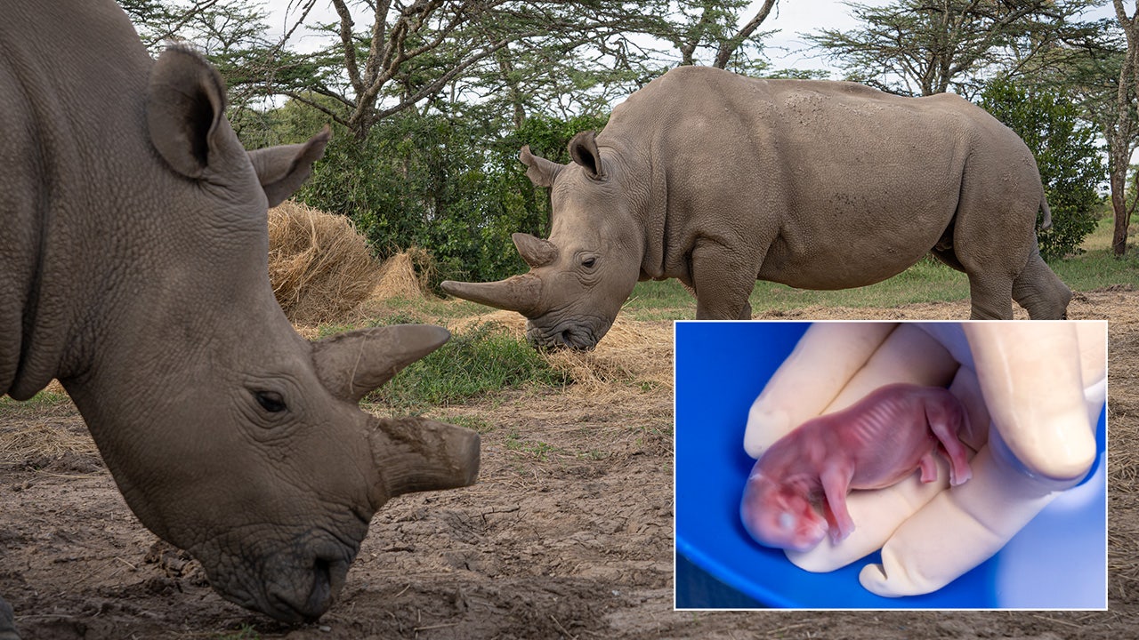 First-ever successful IVF pregnancy in rhinos could save species from  extinction
