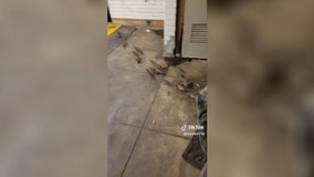 Video: Rats scurry from under homeless person’s blanket in NYC subway
