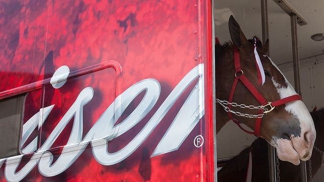 Budweiser's Clydesdales return for Super Bowl LVIII