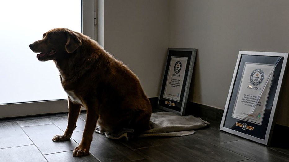 A picture taken on Feb. 12, 2023, shows Bobi, a 30 year-old Portuguese dog that was declared the world's oldest dog by Guinness World Records, at his home in the village of Conqueiros near Leiria. (Photo by PATRICIA DE MELO MOREIRA/AFP via Getty Images)