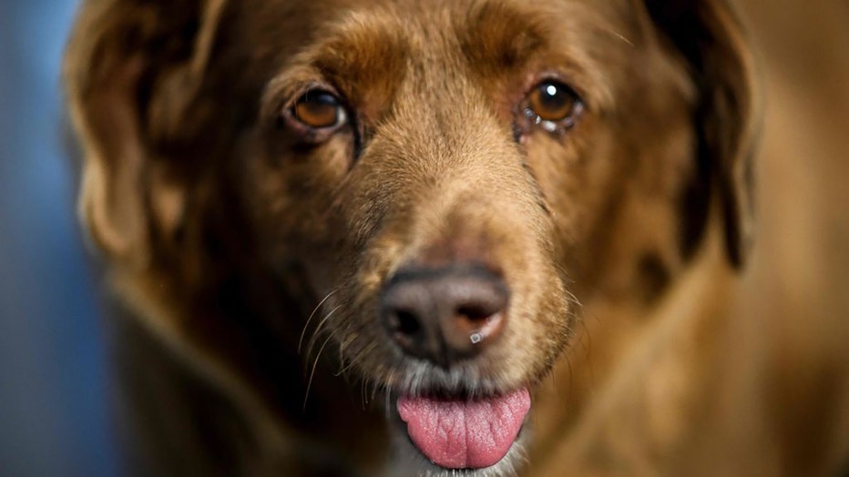 A picture taken on Feb. 12, 2023, shows Bobi, a 30 year-old Portuguese dog that was declared the world's oldest dog by Guinness World Records, at his home in the village of Conqueiros near Leiria. (Photo by PATRICIA DE MELO MOREIRA/AFP via Getty Images)