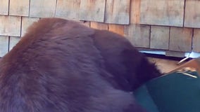 Watch: Bear trio gets evicted from building in California's Lake Tahoe