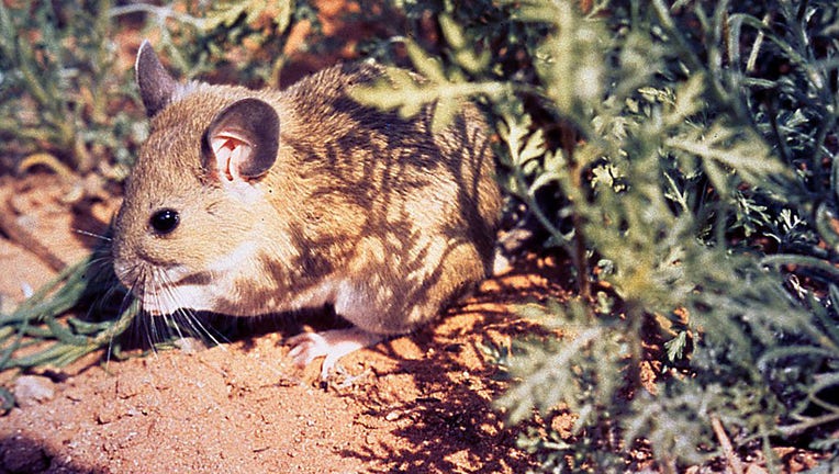 FILE - The White-throated Woodrat, Neotoma albigula, is a proven carrier of plague vector fleas, 1993. (Photo by Smith Collection/Gado/Getty Images).