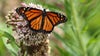 Plant this "weed" to help the monarch butterfly population