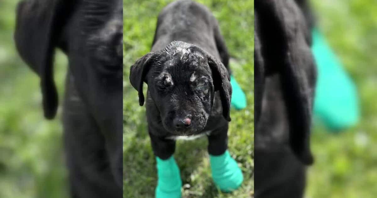 Firefighter adopts puppy rescued from house fire | LiveNOW from FOX