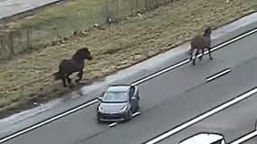 Watch: Runaway horses gallop alongside drivers on Ohio highway
