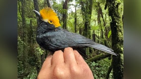 Scientists photograph ‘lost bird,’ not seen for decades, during expedition in Africa