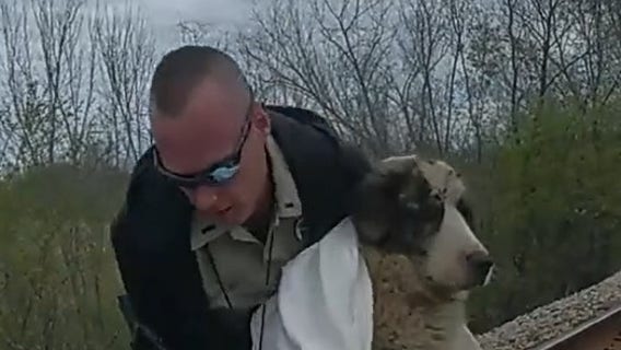 Deputies rescue dog hit by train, left stranded on tracks