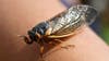 How loud do cicadas get?