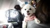 BARK Air launches luxury airline for dogs