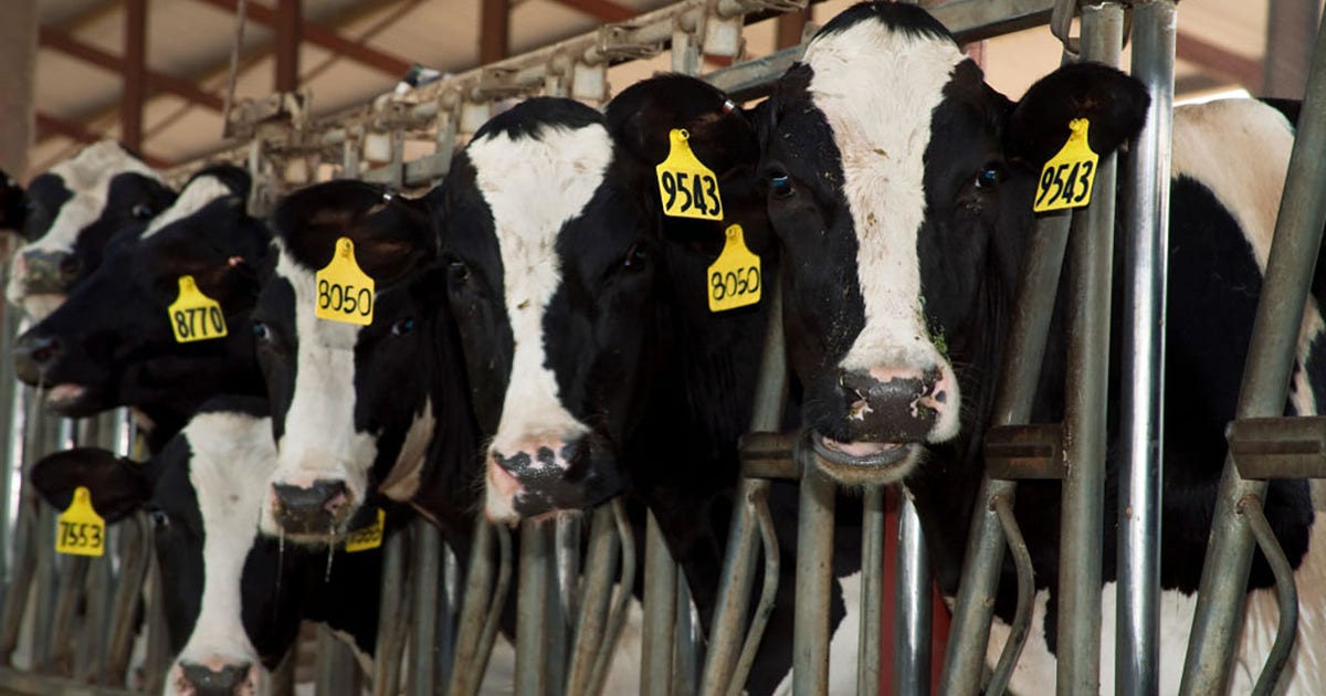 Bird flu virus found in milk but FDA says it's safe to drink | LiveNOW ...