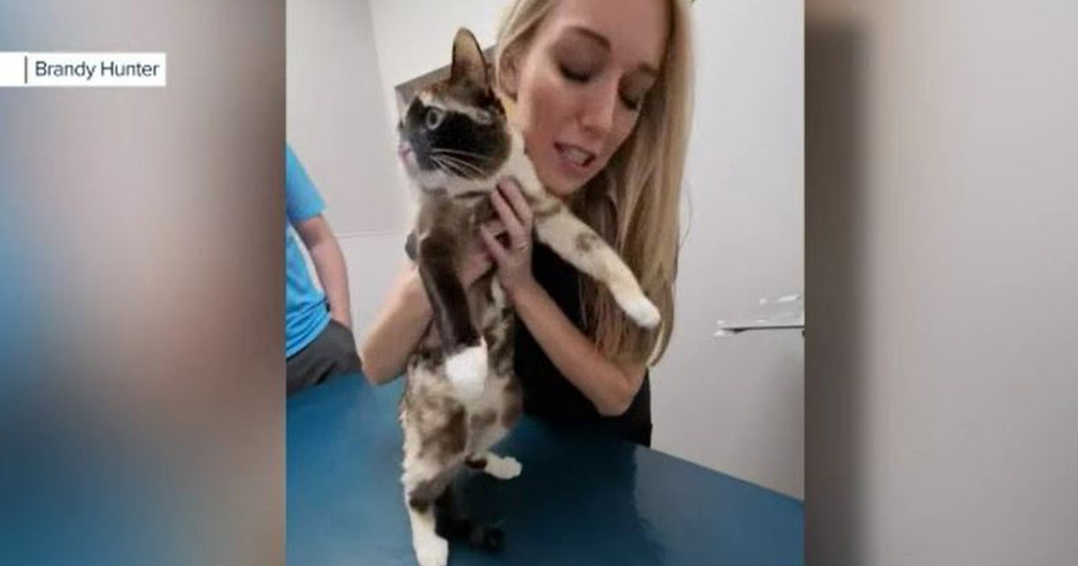 Cat shipped in Amazon box from Utah to California | LiveNOW from FOX
