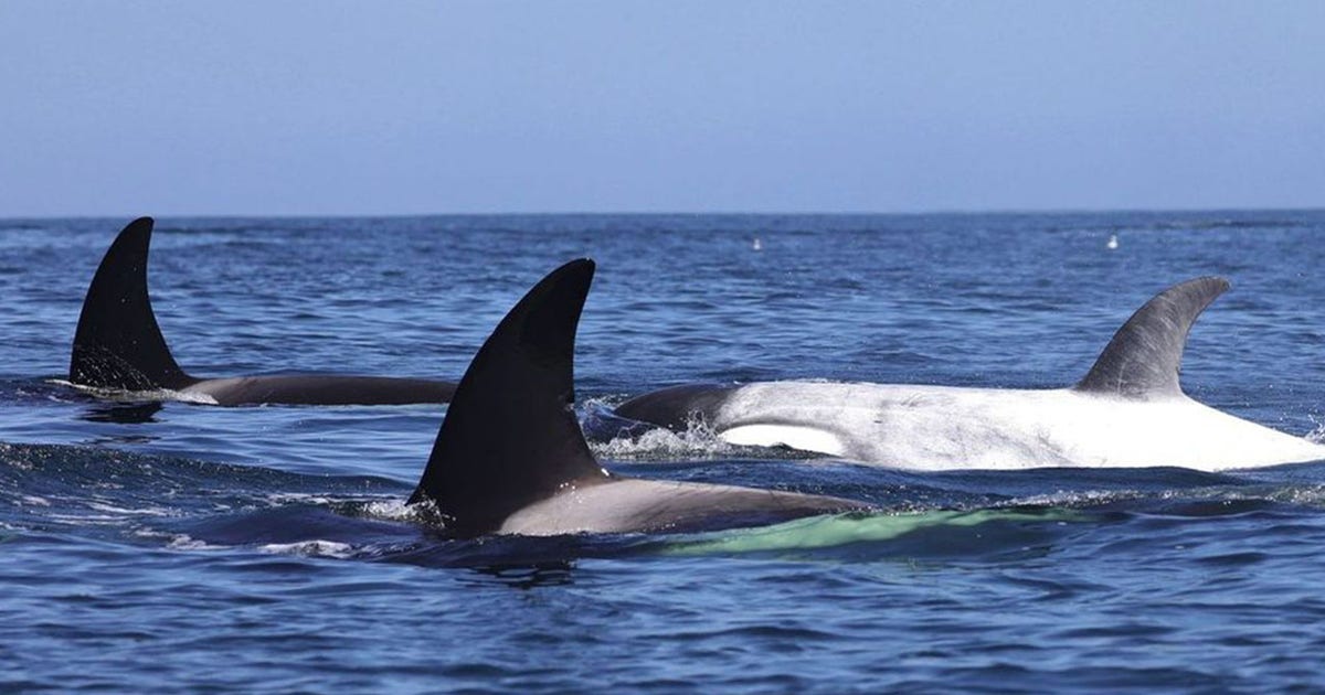 whales-1.jpg?ve=1&tl=1