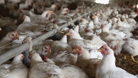 Largest fresh egg producer in US finds bird flu in chickens at Texas, Michigan plants
