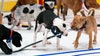 Stanley Pup brings rescue dogs to the rink in friendly face-off