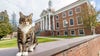 'Doctor of litter-ature': Max, a beloved campus cat, earns honorary degree