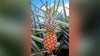 A $400 red pineapple? Meet this rare designer fruit from Costa Rica