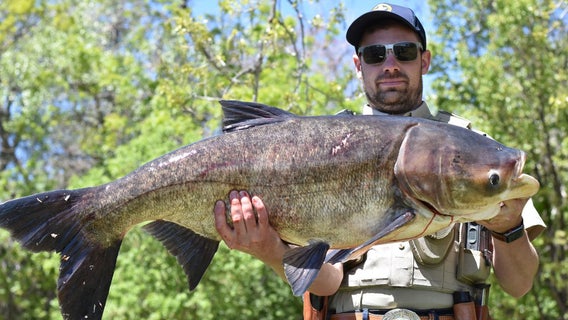 Colorado angler helps authorities crack down on gigantic invasive fish: 'Highly unusual'