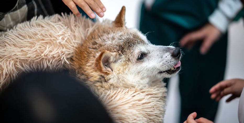 Kabosu, Shiba Inu behind 'doge' meme and face of Dogecoin