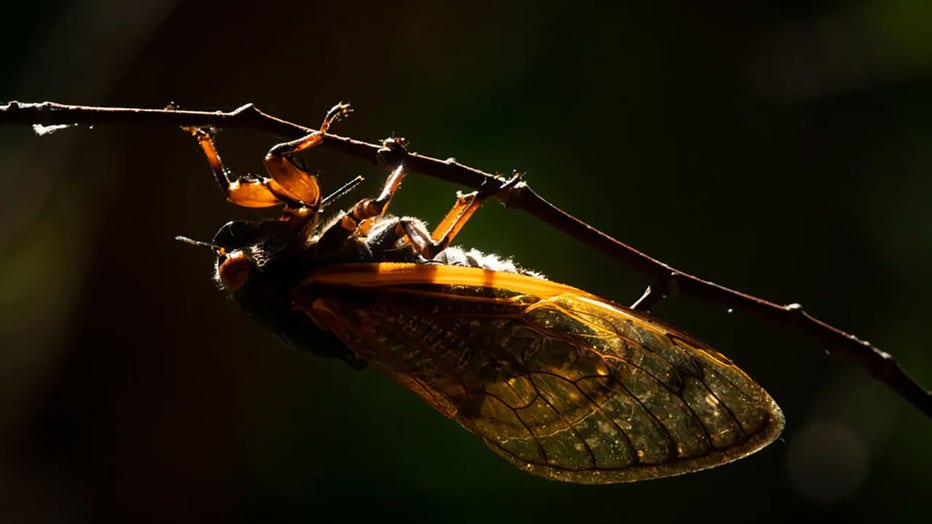 FILE - A Brood X cicada on a tree in Kickapoo State Recreation area near Danville, Illinois, on June 10, 2021. (E. Jason Wambsgans/Chicago Tribune/Tribune News Service via Getty Images)