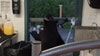 Watch: Black bear startles guests, attacks worker at Tennessee theme park