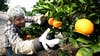 Orange juice prices set to stay high as diseases, extreme weather ravage global harvests
