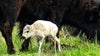 Sacred white bison calf from Yellowstone not seen since birth