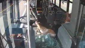 Deer crashes through windshield of Rhode Island bus, injuring 3 passengers