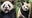 US to get 1st new pandas from China in over 2 decades