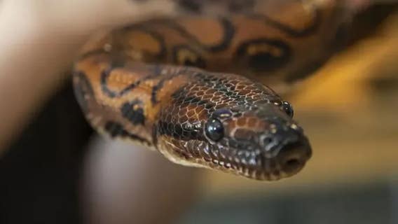 Boa thought to be male gives birth to 14 snakes by extremely rare virgin birth phenomenon