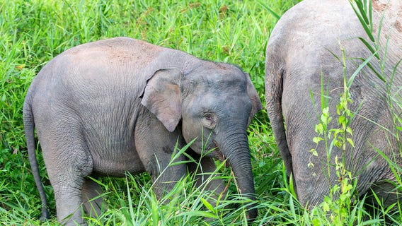 Over 1,000 new species added to ‘red list,’ threatened with extinction