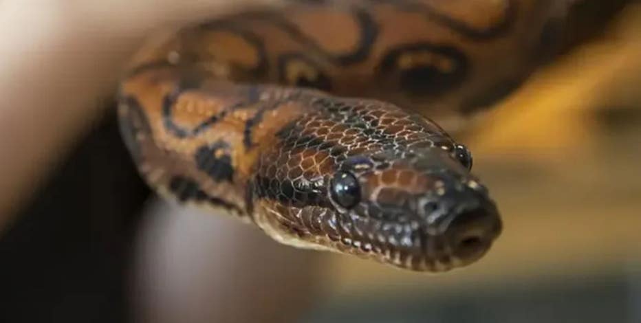 Boa thought to be male gives birth to 14 snakes by extremely rare